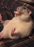 Comfy rat