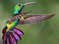 Hummingbird