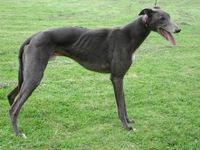 greyhound