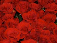 Red roses