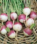 Singing_Turnips