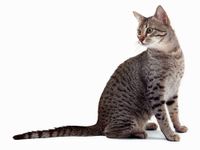 Egyptian Mau Cats