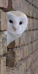 Barn owl