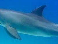 Dolphins