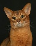 Abyssinian cat