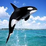 killer whale