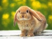 This bunny!