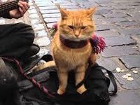 Streetcat Bob