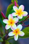 Plumeria