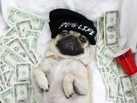 Pug Life Pug