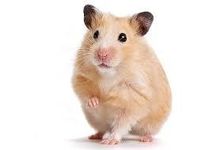 Hamster