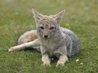 South American Gray Fox