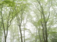 Misty Trees