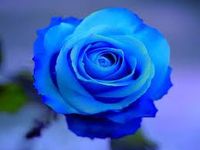 Blue rose