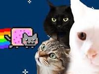 Real Cats Cover- Nyan cat