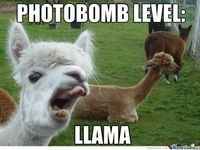 Llamas