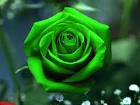 Green rose