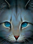 Jayfeather