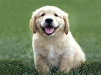 Golden retriever