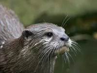 Animefan224 Animefan224