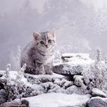 SnowCat