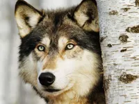 LeRoiDesSapins LeRoiDesSapins