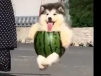 All_hail_Melon_King All_hail_Melon_King