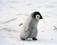 bluepenguin