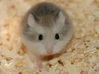 HAMSTERVAMPIRE HAMSTERVAMPIRE