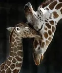 purplegiraffe purplegiraffe