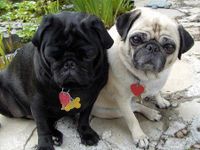 Awesome Pugs