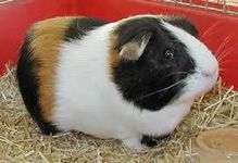 guinea pig page