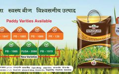 Nirankari Seeds-Best online seed stores in India