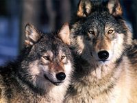 wolf lovers