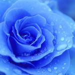 BlueRose