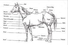 Horse Knowledge