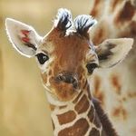 the giraffe page!