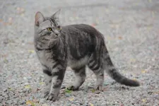 Warrior Cats Character and Name Review Warrior Cats Character and Name Review
