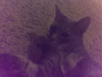 Take a terrible selfie of your pet! Take a terrible selfie of your pet!