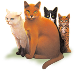 What Warrior Cat are you? (2nd Series cats)