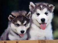 Is Huskies for you?