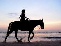 What Type of Horse rider are you?