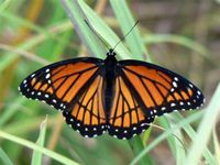 Fluttering Beauties: Test Your Butterfly Knowledge