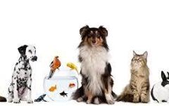 What pet fits your personality?