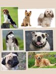 What dog is best for you?