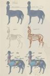 Test Your Knowledge on Centaurs