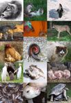 What's Your Animal Behavior Personality?