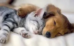 What is your favourite type of pet? What is your favourite type of pet? What is your favourite type of pet? What is your favourite type of pet?