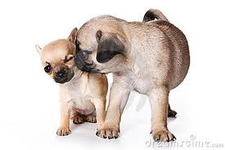 Chihuahua or pug - who is best? I love both breeds. But who do you like?