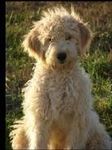 What is an ideal name for a Goldendoodle? I'd like to know what you think because I haven't got a clue